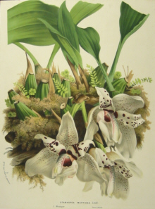 Botanicals, Van Houtte